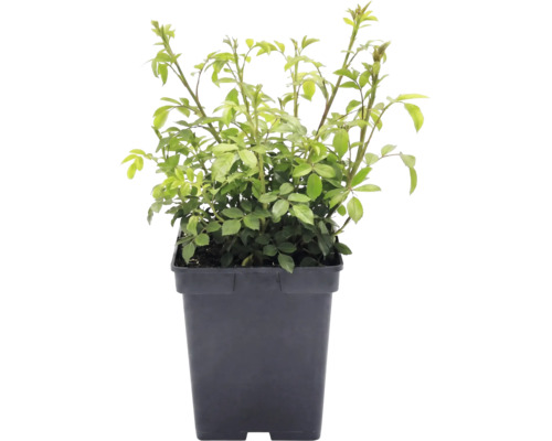 Bodendeckerrose 'The Fairy' FloraSelf Rosa x Hybride 'The Fairy' H 10-30 cm Co 3 L