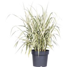 Buntblättriges Pfahlrohr FloraSelf Arundo donax 'Variegata' H 30-100 cm Co 3 L