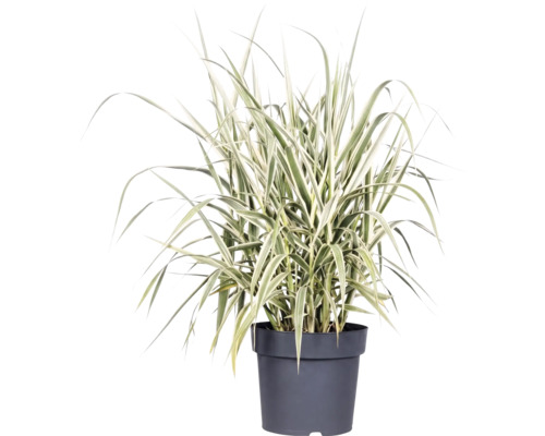Canne de Provence FloraSelf Arundo donax 'Variegata' h 30-100 cm Co 3 l