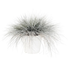 Blauschwingel FloraSelf Festuca glauca 'Intense Blue' H 10-25 cm Co 2 L