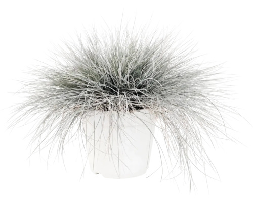 Blauschwingel FloraSelf Festuca glauca 'Intense Blue' H 10-25 cm Co 2 L