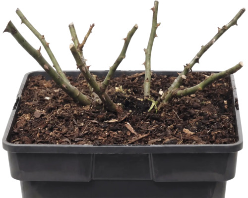 Bodendeckerrose 'The Fairy' FloraSelf Rosa x Hybride 'The Fairy' H 10-30 cm Co 3 L