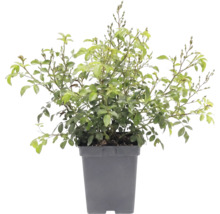 Bodendeckerrose 'The Fairy' FloraSelf Rosa x Hybride 'The Fairy' H 10-30 cm Co 3 L