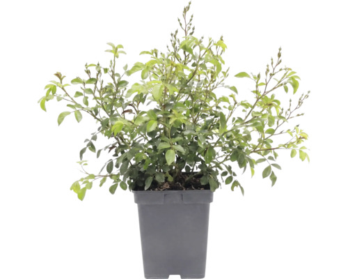 Bodendeckerrose 'The Fairy' FloraSelf Rosa x Hybride 'The Fairy' H 10-30 cm Co 3 L