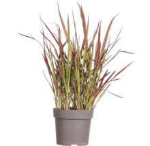 Mélange d'herbes FloraSelf T 14 cm, sélection aléatoire de la variété