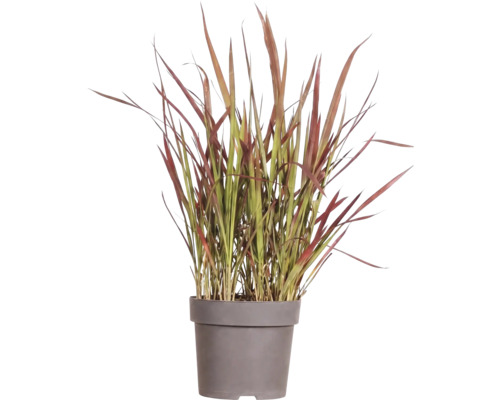 Mélange d'herbes FloraSelf T 14 cm, sélection aléatoire de la variété