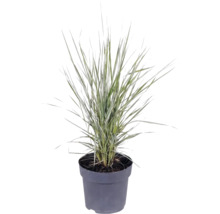 Mélange d'herbes FloraSelf T 14 cm, sélection aléatoire de la variété