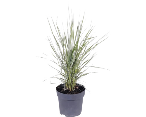 Mélange d'herbes FloraSelf T 14 cm, sélection aléatoire de la variété