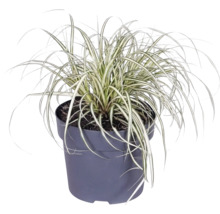 Mélange d'herbes FloraSelf T 14 cm, sélection aléatoire de la variété