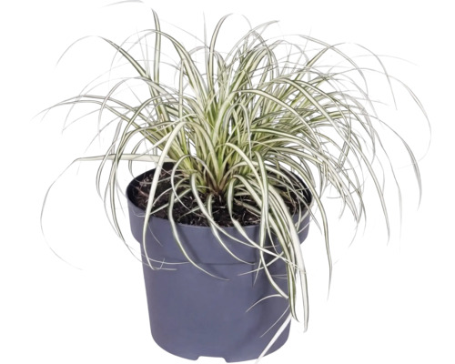 Mélange d'herbes FloraSelf T 14 cm, sélection aléatoire de la variété