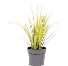 Mélange d'herbes FloraSelf T 14 cm, sélection aléatoire de la variété