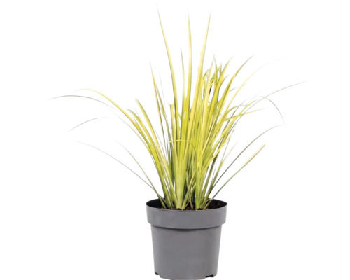 Mélange d'herbes FloraSelf T 14 cm, sélection aléatoire de la variété
