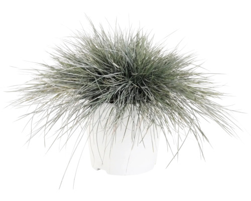Blauschwingel FloraSelf Festuca glauca 'Intense Blue' Co 5 L