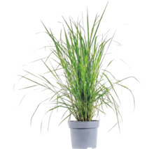 Mélange d'herbes FloraSelf T 14 cm, sélection aléatoire de la variété
