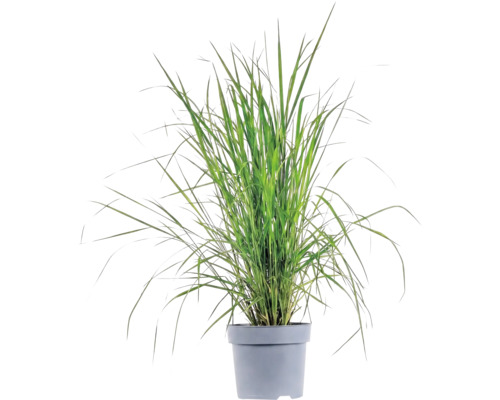 Mélange d'herbes FloraSelf T 14 cm, sélection aléatoire de la variété