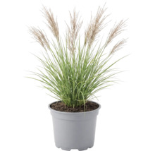 Roseau de Chine de jardin FloraSelf Miscanthus sinensis 'Red Chief' h 20-100 cm Co 6 L