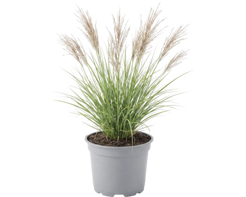Roseau de Chine de jardin FloraSelf Miscanthus sinensis 'Red Chief' h 20-100 cm Co 6 L