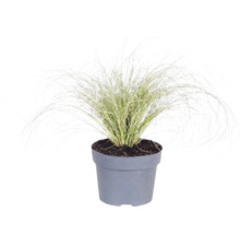 Mélange d'herbes FloraSelf T 14 cm, sélection aléatoire de la variété