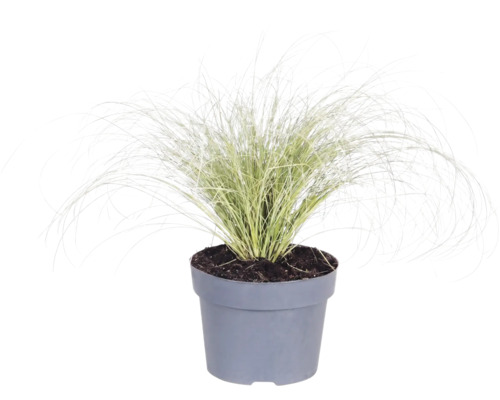Mélange d'herbes FloraSelf T 14 cm, sélection aléatoire de la variété