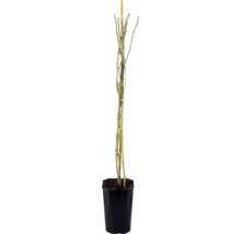 Ramblerrose 'Climbing Iceberg' FloraSelf Rosa 'Climbing Iceberg' H 50-80 cm Co 3 L, schneeweiss, halbgefüllt