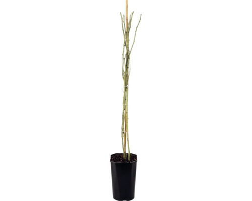 Ramblerrose 'Climbing Iceberg' FloraSelf Rosa 'Climbing Iceberg' H 50-80 cm Co 3 L, schneeweiss, halbgefüllt