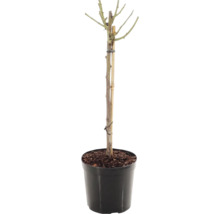 Rosenstock 'Red Meilove' Floraself Rosa 'Red Meilove' Stammhöhe 60 cm Co 5 L