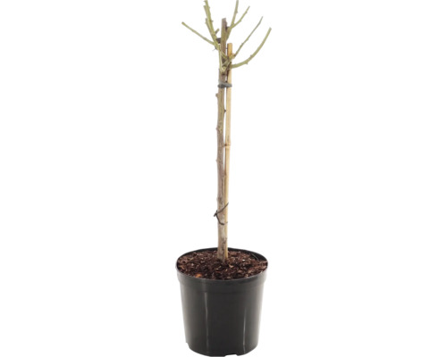 Rosenstock 'Red Meilove' Floraself Rosa 'Red Meilove' Stammhöhe 60 cm Co 5 L