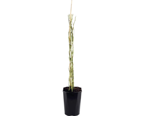 Rosier grimpant 'Bonita Renaissance' FloraSelf Rosa 'Bonita Renaissance' h 100-120 cm Co 5 l