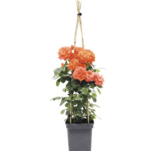 Kletterrose 'Newsflash' FloraSelf Rosa 'Newsflash' H 100-120 cm Co 5 L