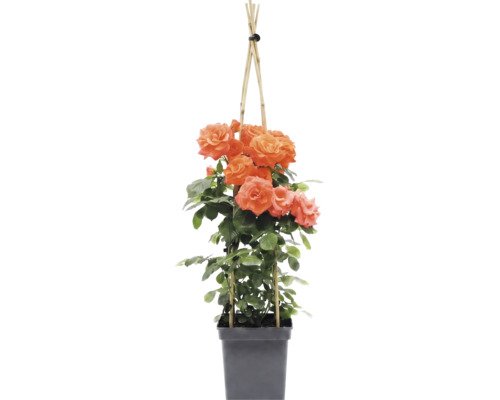Kletterrose 'Newsflash' FloraSelf Rosa 'Newsflash' H 100-120 cm Co 5 L