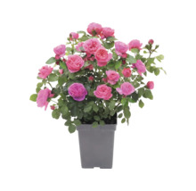 Rosier à massif 'Leonardo da Vinci'® FloraSelf Co 5 l