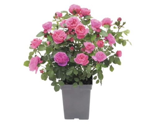 Rosier à massif 'Leonardo da Vinci'® FloraSelf Co 5 l