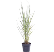 Mélange d'herbes FloraSelf T 14 cm, sélection aléatoire de la variété