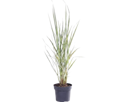 Panic érigé FloraSelf Panicum virgatum 'Northwind' h 20-80 cm Co 3 l