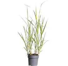 Mélange d'herbes FloraSelf T 14 cm, sélection aléatoire de la variété