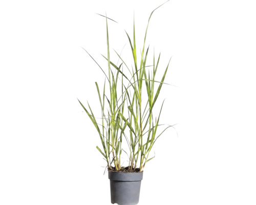 Mélange d'herbes FloraSelf T 14 cm, sélection aléatoire de la variété
