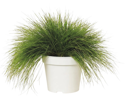 Canche flexueuse FloraSelf Deschampsia flexuosa 'Amilime' Co 2 l