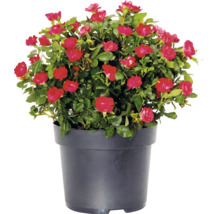 Rose "Zepeti" H ca. 20 cm Co 2 L Busch