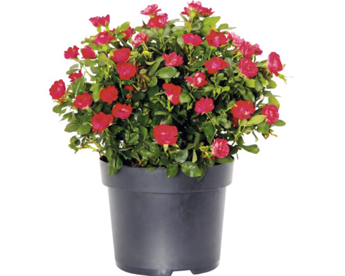 Rose "Zepeti" H ca. 20 cm Co 2 L Busch