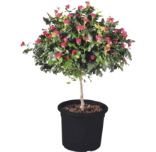 Rosenstock 'Zepeti' Stammhöhe ca. 50 cm Co 6 L