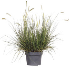 Lampenputzergras FloraSelf Pennisetum versch. Sorten Co 3 L
