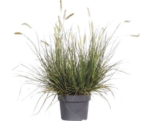 Herbe aux écouvillons FloraSelf Pennisetum diff. variétés Co 3 l
