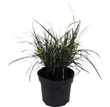 Roseau de Chine nain FloraSelf Miscanthus sinensis 'Strictus Dwarf' h 10-100 cm p 14 cm