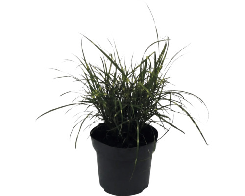 Roseau de Chine nain FloraSelf Miscanthus sinensis 'Strictus Dwarf' h 10-100 cm Co 6 l