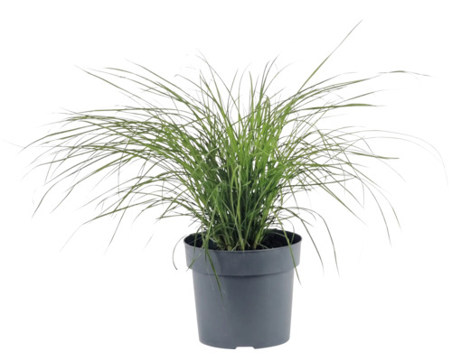 Roseau de Chine nain FloraSelf Miscanthus sinensis 'Cute One' h 10-30 cm Co 3 l