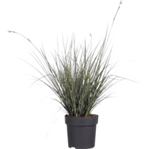 Mélange d'herbes FloraSelf T 14 cm, sélection aléatoire de la variété