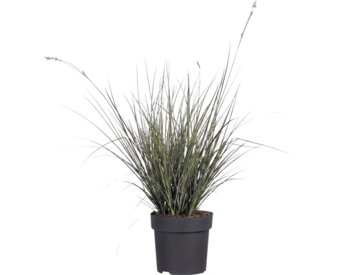 Mélange d'herbes FloraSelf T 14 cm, sélection aléatoire de la variété