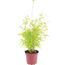 Kugeliger Gartenbambus Fargesia nitida Volcano H 30-40 cm Co 2 L