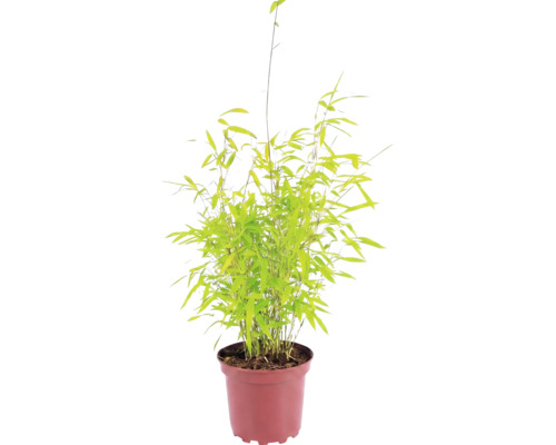 Kugeliger Gartenbambus Fargesia nitida Volcano H 30-40 cm Co 2 L
