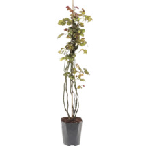 Kletterrose 'Our Last Summer' FloraSelf Co 3 L gefüllte Blüten